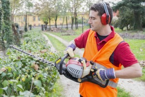 Man trimming hedges with a hedge trimmer.